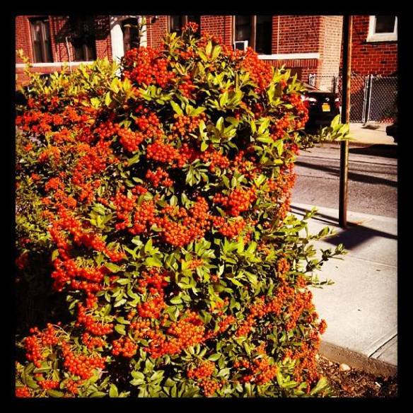 This bush stopped me in my tracks yesterday. How lucky am I to walk past it each day?